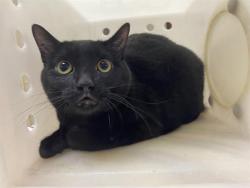 Shelter Stray Female Cat last seen Near BLOCK S 74TH ST, Milwaukee, WI 53215