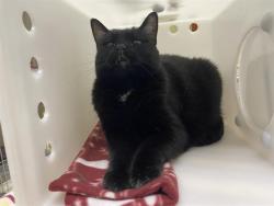 Shelter Stray Female Cat last seen Near BLOCK W SARASOTA PL, Milwaukee, WI 53215
