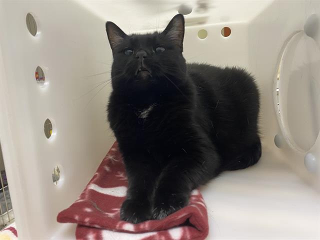 Shelter Stray Female Cat last seen Near BLOCK W SARASOTA PL, Milwaukee, WI 53215