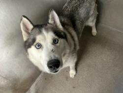 Shelter Stray Male Dog last seen Near BLOCK N. PENNSYLVANIA, San Bernardino, CA 92401