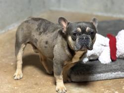 Found/Stray Male Dog last seen Union church rd , Hall County, GA 30542