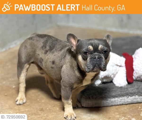Found/Stray Male Dog last seen Union church rd , Hall County, GA 30542