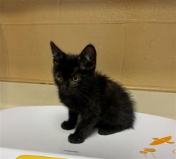 Shelter Stray Unknown Cat last seen Near BLOCK N WEST ST, WICHITA KS 67203, Wichita, KS 67219