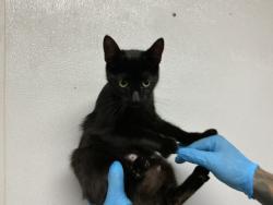 Shelter Stray Female Cat last seen CERES AND KAISER, San Bernardino, CA 92401