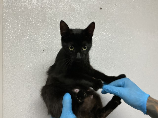 Shelter Stray Female Cat last seen CERES AND KAISER, San Bernardino, CA 92401