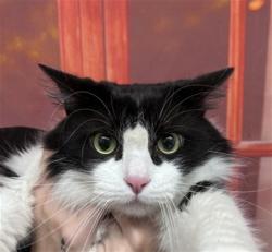 Shelter Stray Female Cat last seen RANDALL X DATE, San Bernardino, CA 92401
