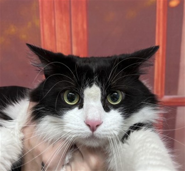 Shelter Stray Female Cat last seen RANDALL X DATE, San Bernardino, CA 92401
