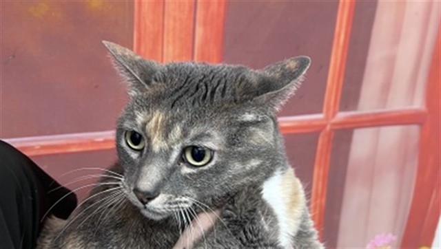 Shelter Stray Female Cat last seen RANDALL X DATE, San Bernardino, CA 92401
