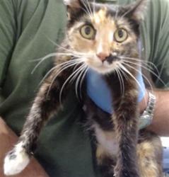 Shelter Stray Female Cat last seen , San Francisco, CA 94103