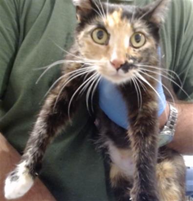 Shelter Stray Female Cat last seen , San Francisco, CA 94103