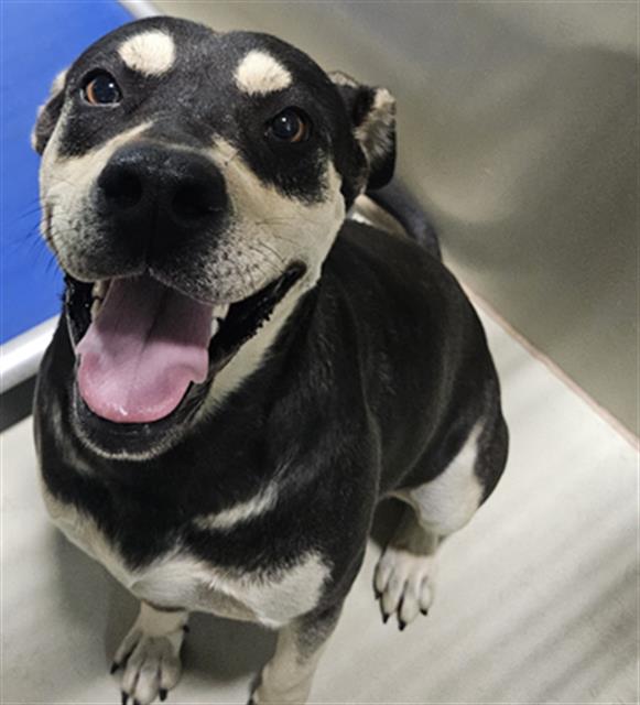Shelter Stray Female Dog last seen Near BLOCK NILES ST, BAKERSFIELD CA 93306, Bakersfield, CA 93308