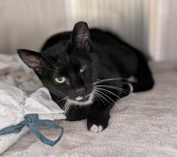 Shelter Stray Female Cat last seen Near BLOCK NW 26 TER, FORT LAUDERDALE FL 33309, Davie, FL 33312