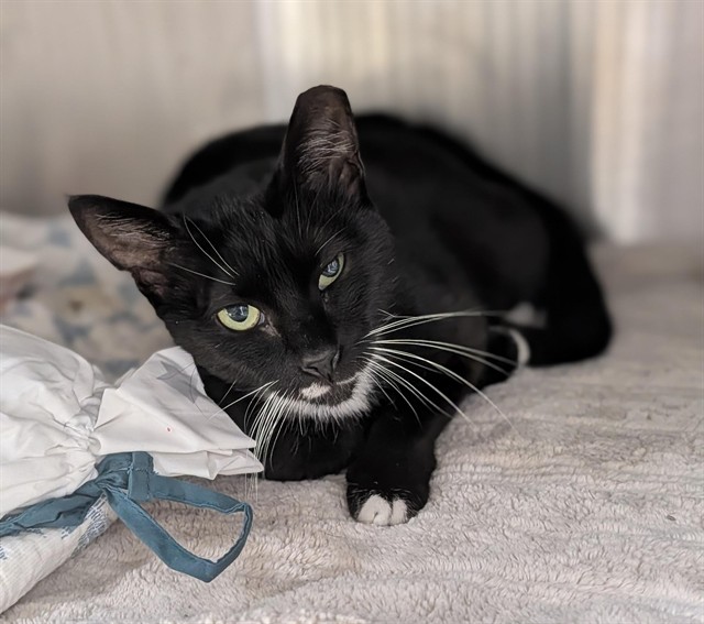 Shelter Stray Female Cat last seen Near BLOCK NW 26 TER, FORT LAUDERDALE FL 33309, Davie, FL 33312