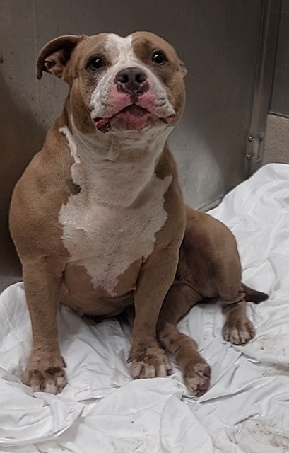 Shelter Stray Female Dog last seen Near BLOCK W OAKLAND PARK BLVD, OAKLAND PARK FL 33311, Davie, FL 33312