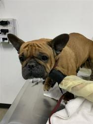 Shelter Stray Female Dog last seen Near BLOCK E EL MONTE WAY, FRESNO CA 93702 3325, Fresno, CA 93727