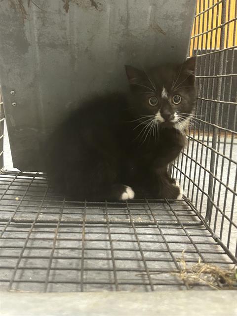 Shelter Stray Female Cat last seen Near BLOCK 120TH AVE SE, KENT WA 98031, Kent, WA 98032