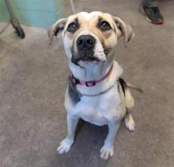 Shelter Stray Female Dog last seen DEERGLEN WAY & RED DEER WAY, Sacramento, CA 95818