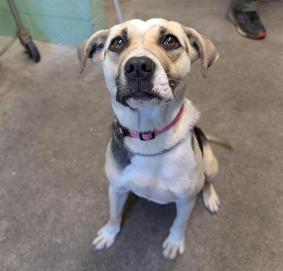 Shelter Stray Female Dog last seen DEERGLEN WAY & RED DEER WAY, Sacramento, CA 95818