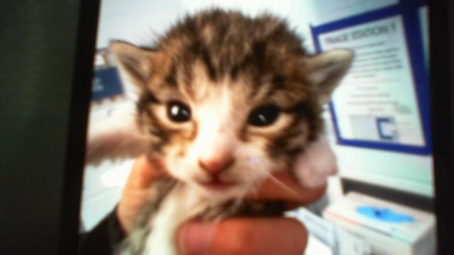 Shelter Stray Female Cat last seen CHARLOTTE, Charlotte, NC 28217