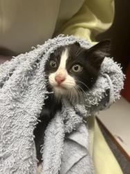 Shelter Stray Female Cat last seen Near BLOCK 120TH AVE SE, KENT WA 98031, Kent, WA 98032