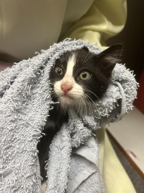 Shelter Stray Female Cat last seen Near BLOCK 120TH AVE SE, KENT WA 98031, Kent, WA 98032