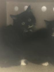 Shelter Stray Female Cat last seen Near BLOCK 120TH AVE SE, KENT WA 98031, Kent, WA 98032