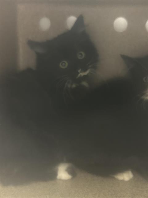 Shelter Stray Female Cat last seen Near BLOCK 120TH AVE SE, KENT WA 98031, Kent, WA 98032