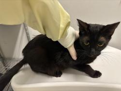 Shelter Stray Female Cat last seen Near BLOCK 106TH AVE SE, KENT WA 98031, Kent, WA 98032