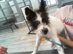 Shelter Stray Female Dog last seen CHARLOTTE, Charlotte, NC 28217