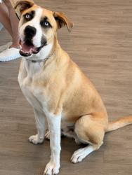 Shelter Stray Male Dog last seen BRYAN/JAMBOREE, Irvine, CA 92618