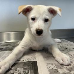 Shelter Stray Female Dog last seen , San Antonio, TX 78227