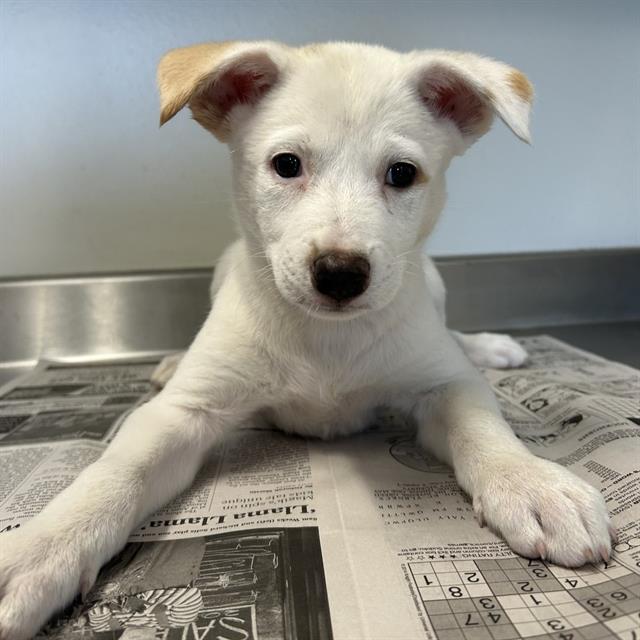 Shelter Stray Female Dog last seen , San Antonio, TX 78227