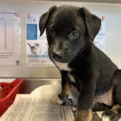 Shelter Stray Male Dog last seen , San Antonio, TX 78227