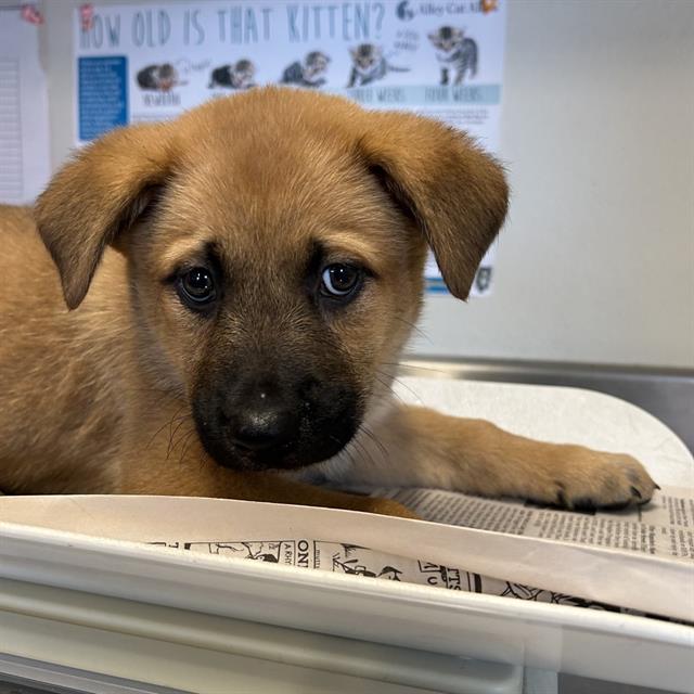 Shelter Stray Male Dog last seen , San Antonio, TX 78227