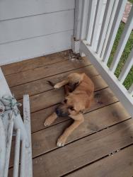 Found/Stray Male Dog last seen Hopewell Rd,Creek Road , Cohutta, GA 30710