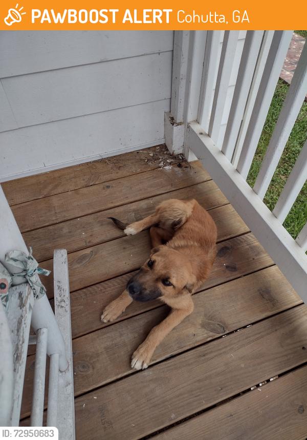 Found/Stray Male Dog last seen Hopewell Rd,Creek Road , Cohutta, GA 30710
