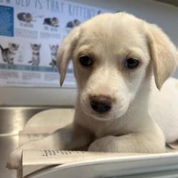 Shelter Stray Female Dog last seen , San Antonio, TX 78227