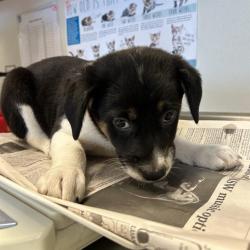 Shelter Stray Female Dog last seen , San Antonio, TX 78227