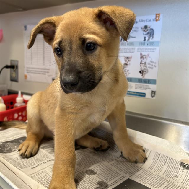 Shelter Stray Male Dog last seen , San Antonio, TX 78227