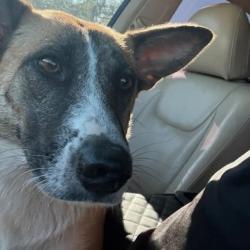 Shelter Stray Female Dog last seen , San Antonio, TX 78227