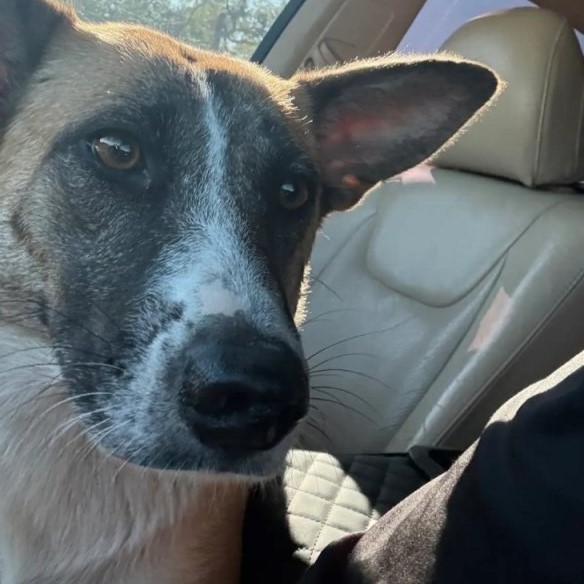 Shelter Stray Female Dog last seen , San Antonio, TX 78227