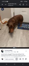 Reunited Female Dog last seen Westhill place, Kernersville, NC 27284