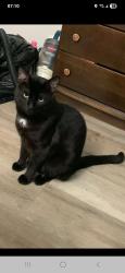 Lost Male Cat last seen Victoria and york creaent, Quinte West, ON K8V