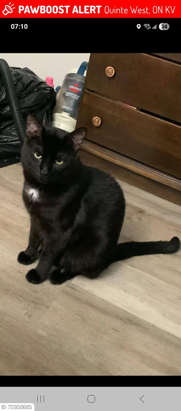Lost Male Cat last seen Victoria and york creaent, Quinte West, ON K8V