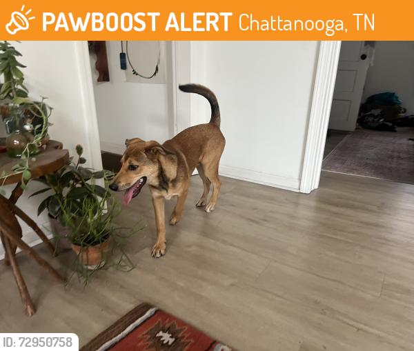 Found/Stray Male Dog last seen 8th avenue east lake , Chattanooga, TN 37407