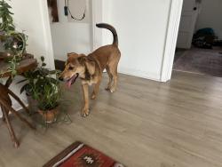 Found/Stray Male Dog last seen 8th avenue east lake , Chattanooga, TN 37407
