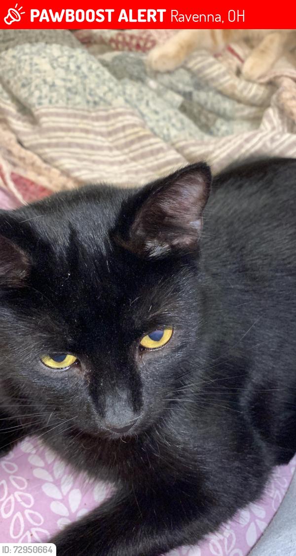 Lost Male Cat last seen Birchwood Manner in Ravenna Ohio, Ravenna, OH 44266