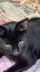 Lost Male Cat last seen Birchwood Manner in Ravenna Ohio, Ravenna, OH 44266