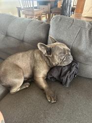 Lost Male Dog last seen Keyes rd, Hughson, CA 95326