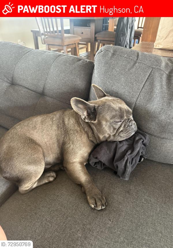 Lost Male Dog last seen Keyes rd, Hughson, CA 95326